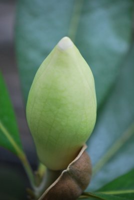 Magnolia grandiflora - šácholan velkokvětý (poupě) (1)